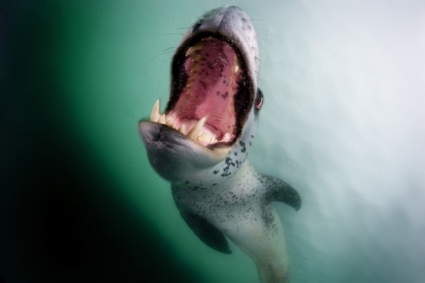 Leopard seal, Antarctica (David Doubilet)