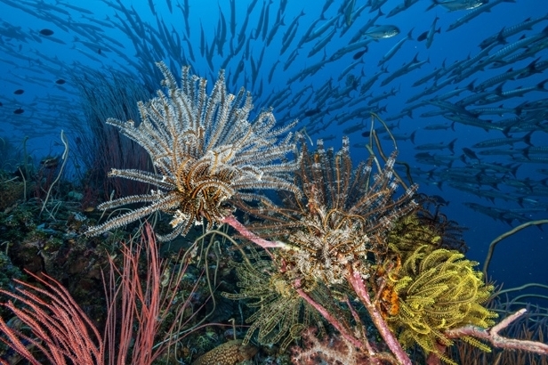 Feather star crinoids, Kimbe Bay (David Doubilet)