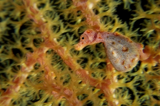 Denise's pygmy seahorse, Kimbe Bay (David Doubilet)
