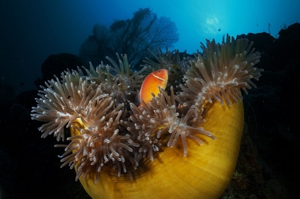 Clownfish, Kimbe Bay (David Doubilet)