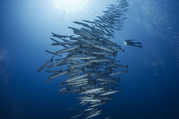 Chevron barracuda, Kimbe Bay (David Doubilet)