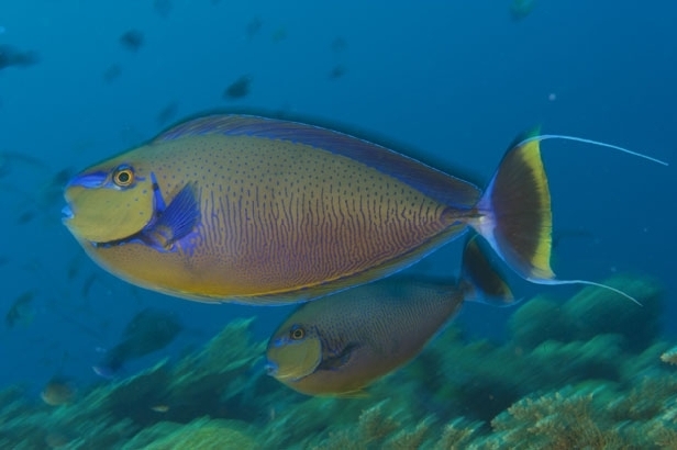 Bignose unicornfish, Kimbe Bay (David Doubilet)