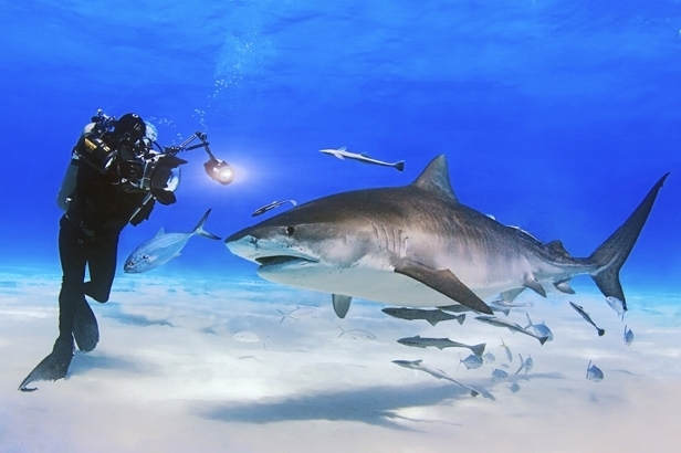 David Doubilet with tiger shark (Jennifer Hayes)