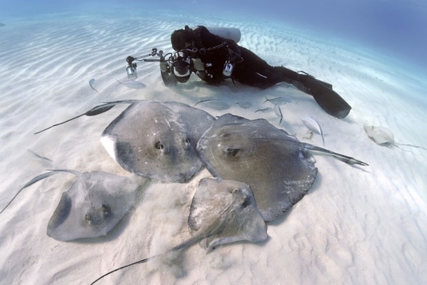 David Doubilet on assignment southern stingrays (Jen Hayes)