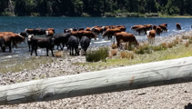 Thirsty cows controversy: Cattle belong to top judge