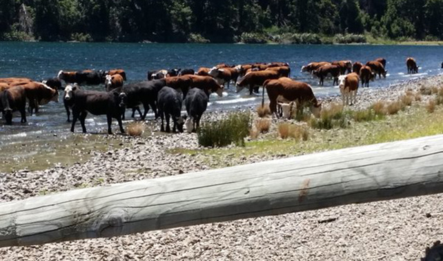 The photograph, showing the herd wading and drinking from Lake Taylor, emerged on Twitter, and was snapped by a holiday maker (Supplied) 