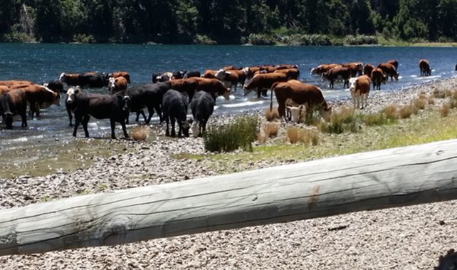 The photograph, showing the herd wading and drinking from Lake Taylor, emerged on Twitter, and was snapped by a holiday maker (Supplied)