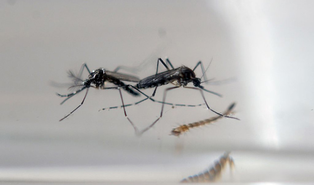Mosquitoes carry the zika virus (Getty Images) 