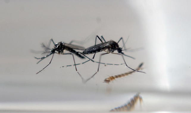 Mosquitoes carry the zika virus (Getty Images)