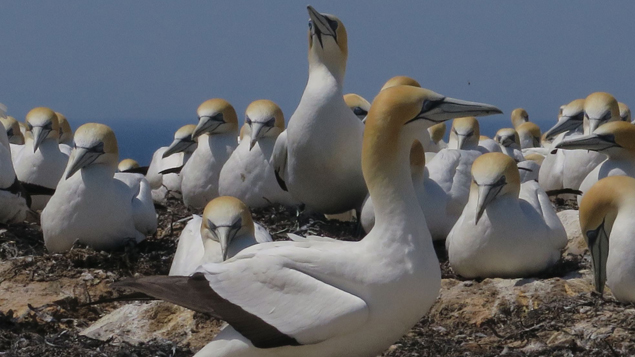 A famed gannet colony at Cape Kidnappers (Supplied) 