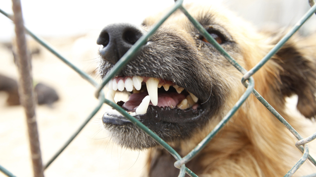 Photo / Getty | File