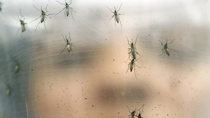 Mosquitoes (NZ Herald)