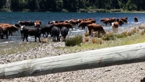 Thirsty cows: No legal action taken