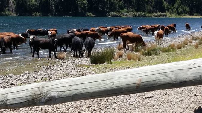 The cows spotted taking a dip (Supplied)