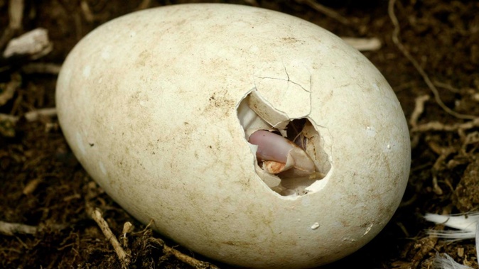 Four toroa/northern royal albatross eggs are suspected to have been stolen from a monitored Otago Peninsula reserve, leaving conservation staff "devastated". Photo / Richard Robinson