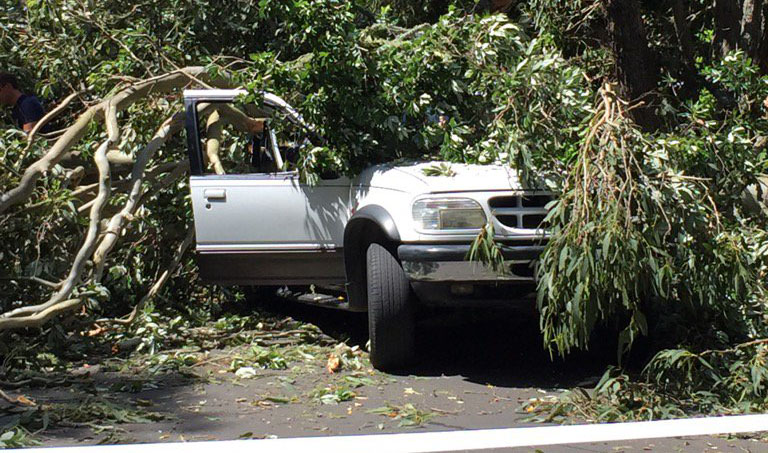 A fallen tree crushes a car in Cornwall Park, Auckland (Simon Kenny/Twitter).