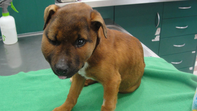 Puppy Kia in a beaten state on arrival at the vet clinic in Christchurch (Supplied).