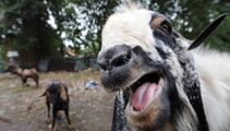 Marauding goats terrorise S.Island town