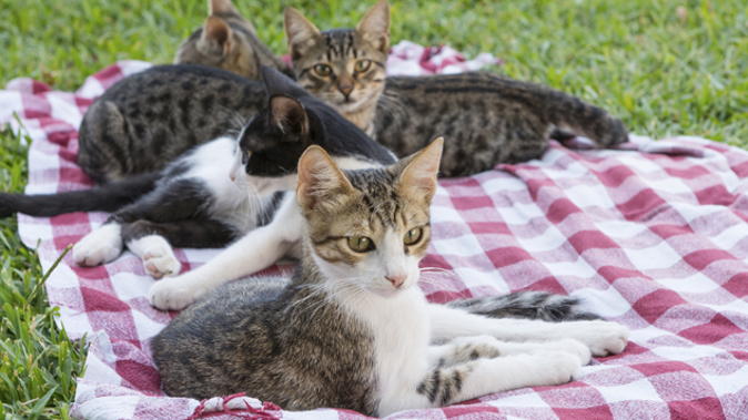 Wellingtonians wanting to own more than three cats may have to ask the city council for permission first. (iStock)