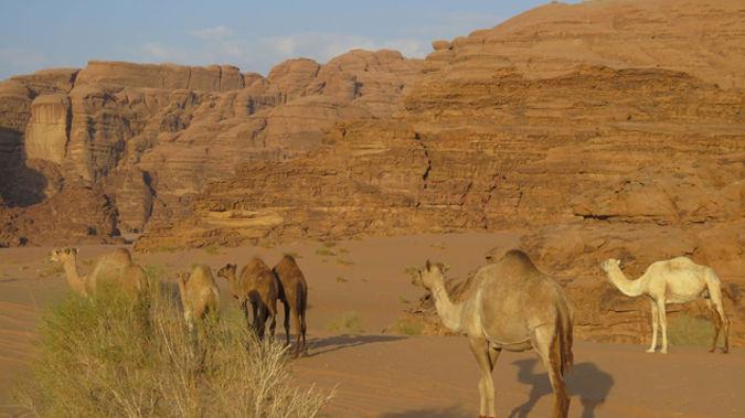 Camels in the Wadi Rum desert