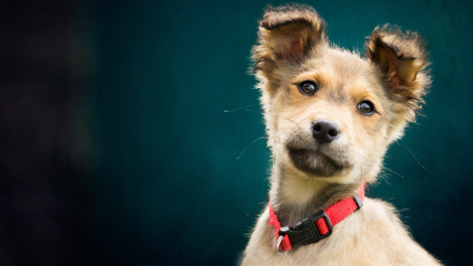 Biskit has been adopted at a previous Citizen Canine event (Supplied).