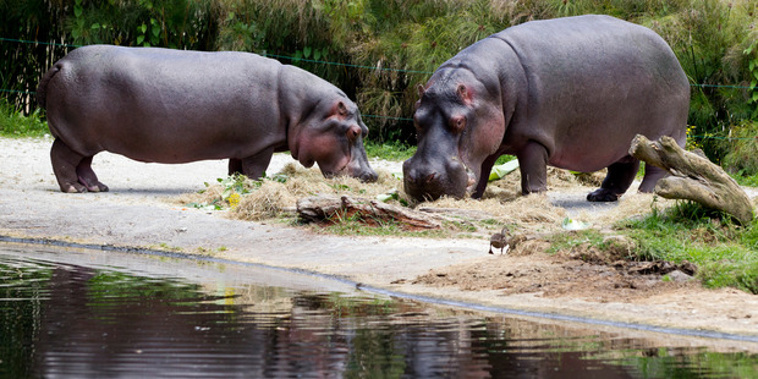 Auckland Zoo's hippopotamus Fudge (right) with his mother Faith (left). Photo / Jason Oxenham