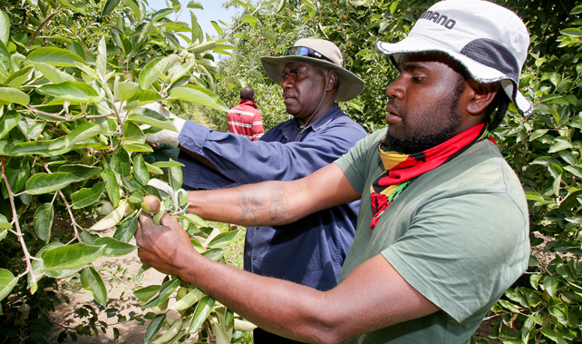 Wilson Loyalty (L) and Graham Nawia, apple orchard workers from Vanuatu in Hastings, 10 December 2015 (NZME.)