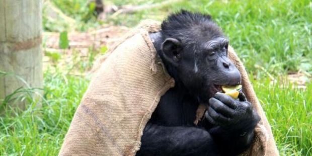 Sam was diagnosed with dilated cardiomyopathy in 2014. Photo / Wellington Zoo