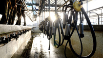 New tool allows farmers to get a fixed price across the season