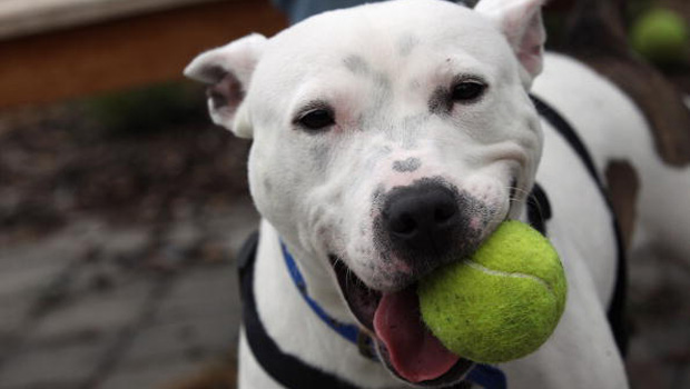 Calls for jail sentences for owners of roaming animals 