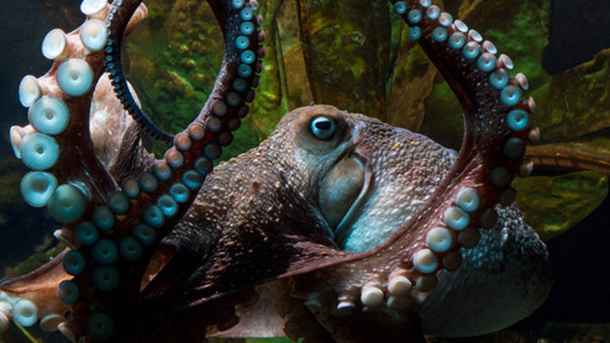 Inky the Octopus who escaped from The Napier Aquarium (NZH).