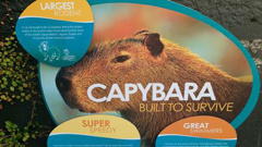 The Capybara's will be unveiled today (Wellington Zoo Facebook)