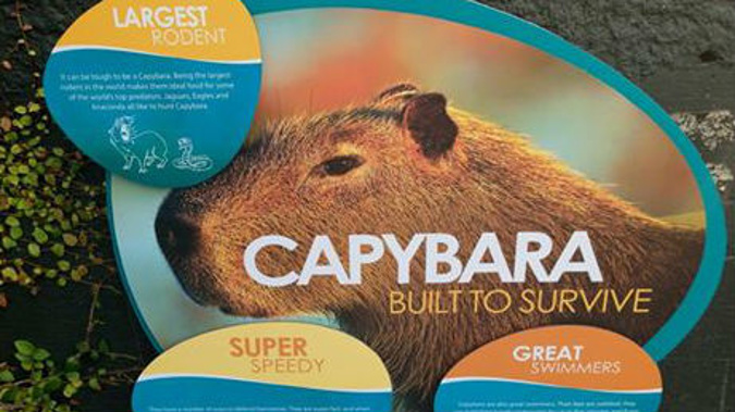 The Capybara's will be unveiled today (Wellington Zoo Facebook)