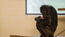 Baby chimp looking for 'amazing' name