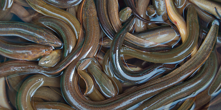 Eels were thrown on a lawn in Timaru overnight (iStock).