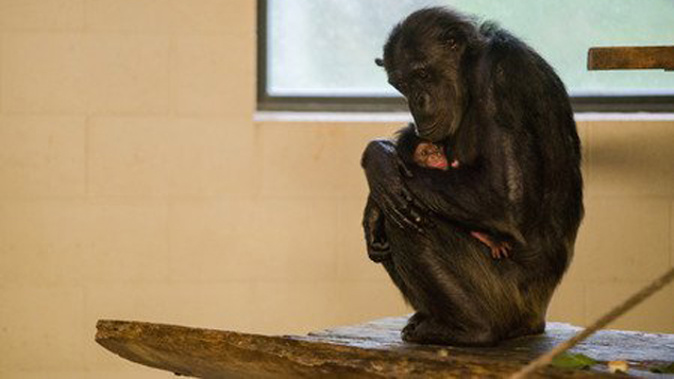 Chimp baby at Hamilton Zoo (Supplied).