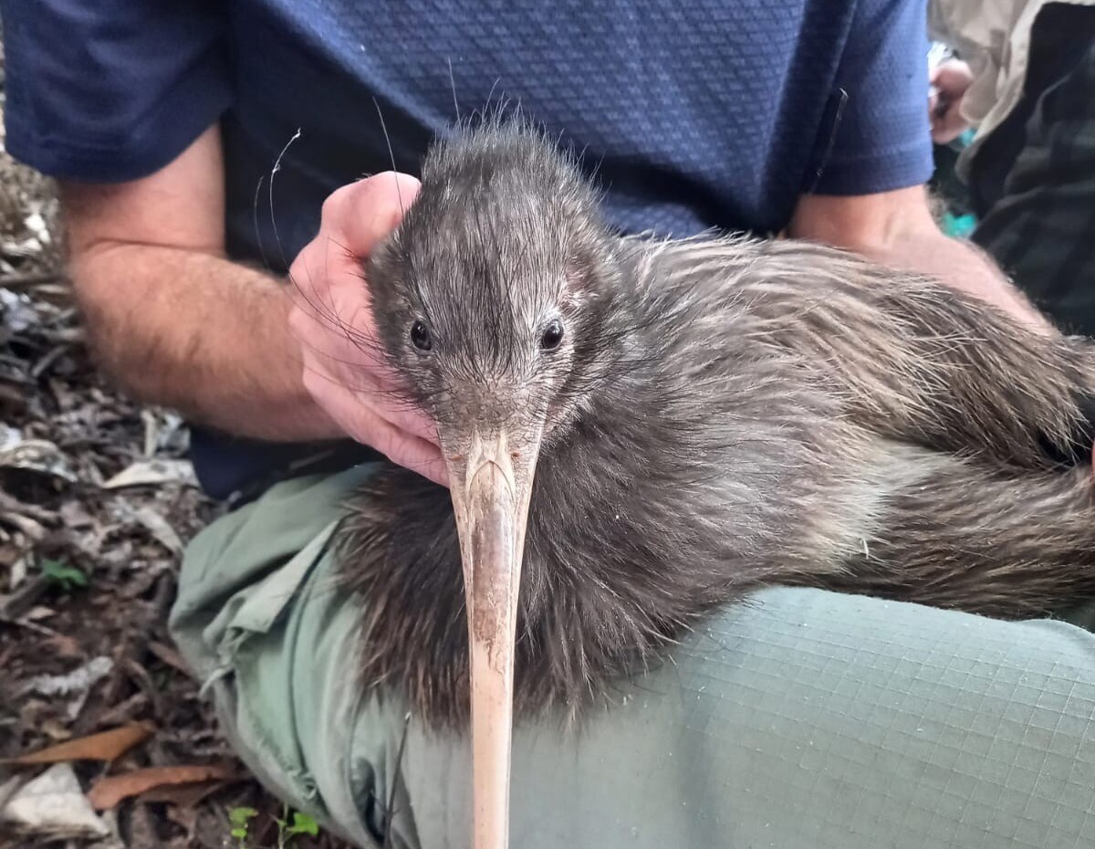 Ruud Kleinpaste: Kiwi on the move
