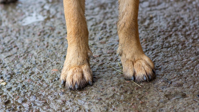 A Taranaki trust has admitted to owning a dog that attacked a person. Photo / Stock Image 123rf