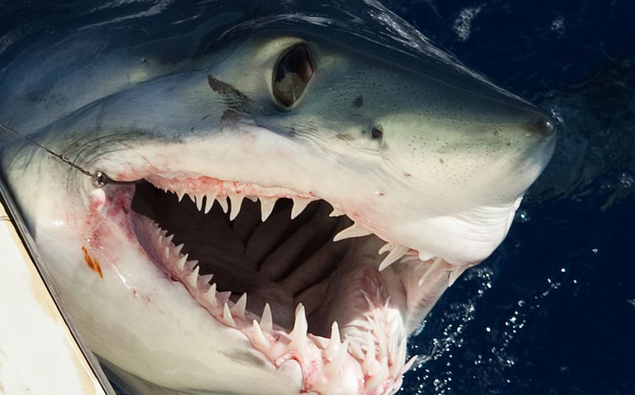 Fisherman in hospital with shark bites