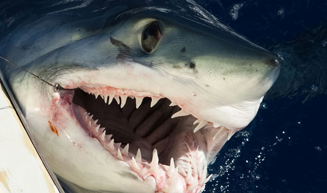 Mako shark (Getty Images) 