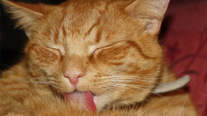 Support is growing for compulsory microchipping of cats in Wellington (Stockxchng)