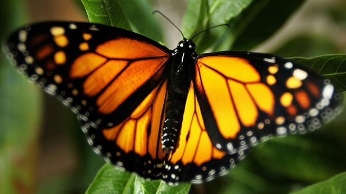 Monarch Butterfly (Getty Images)
