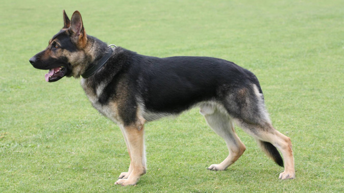 (Police Dog Trust/Facebook)