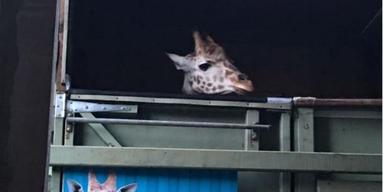 Zuri peers out of her crate ready for the long journey to Wellington. Photo / Facebook