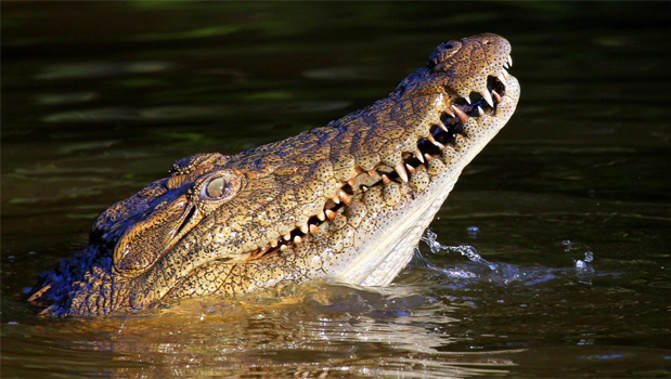 Crocodile (Stock Xchng)