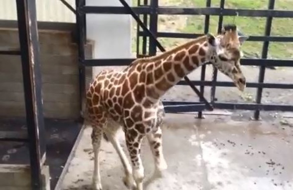 Zuri the giraffe arrived safe and well in the capital (Georgia Nelson)