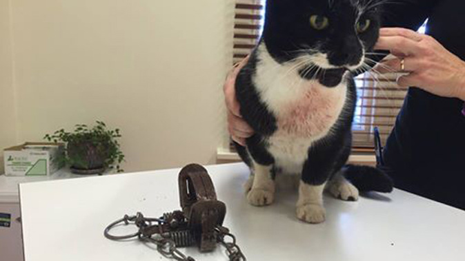 Jazz the cat and the trap that caught it (Hawke's Bay SPCA)