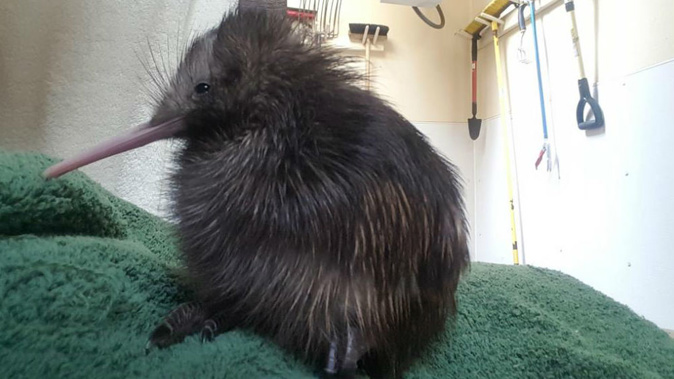 The chick hatched at the Smithsonian National Zoological Park last month (Photo / Supplied)