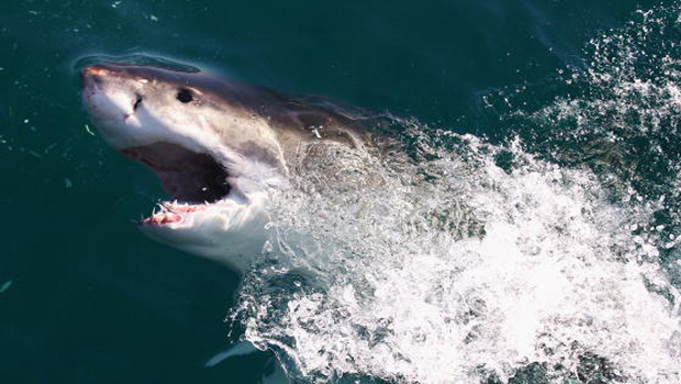 Photo / Getty Images