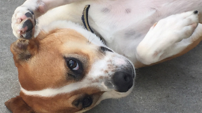 A very playful dog (Photo - Supplied)